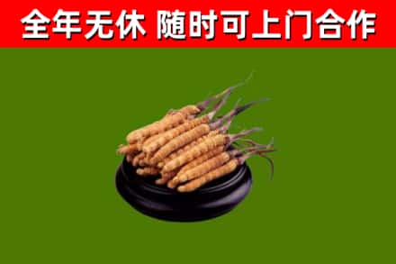 民勤烟酒回收冬虫夏草.jpg
